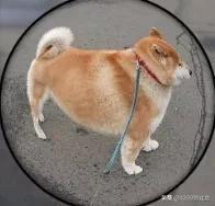 绝地求生压枪工具_求生绝地工具压枪怎么设置_绝地求生压枪技巧攻略视频